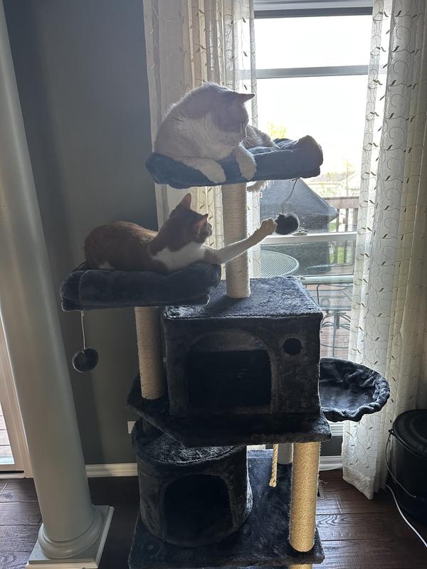 Rusty and Tiger enjoying the new tree