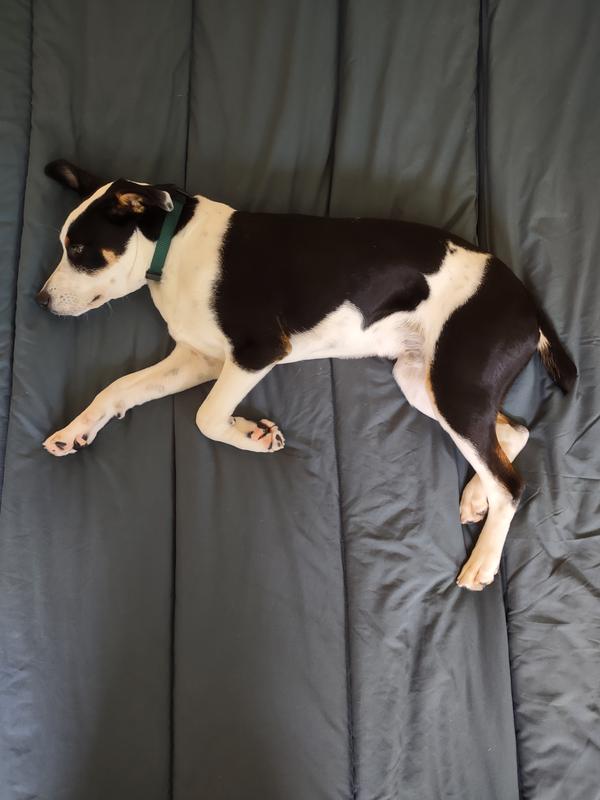 My puppy loves it and was eager to help try it out on the bed