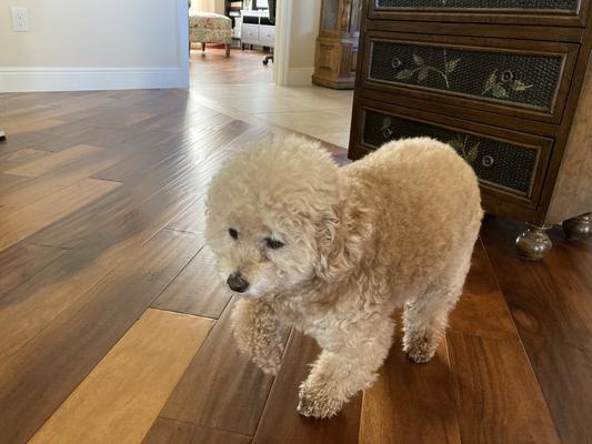 Rosie is a toy poodle.