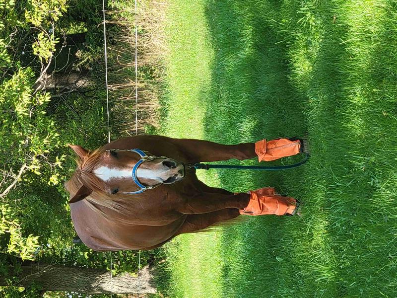 SHOOFLY LEGGINS Horse Fly Boots, 4 count, Blue, Yearling