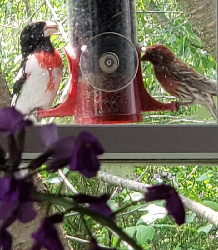Rose-Breasted Grosbeak & Purple Finch