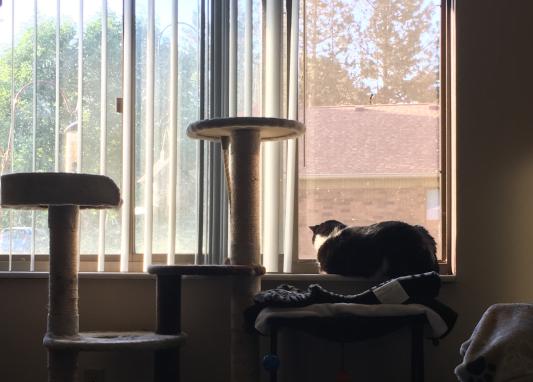 Watching squirrels