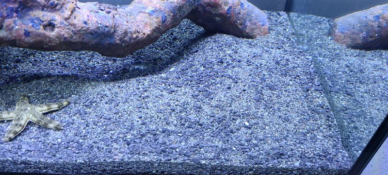 Obviously not black.