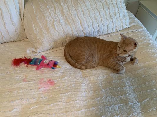 Time for a new bedspread and Nacho could care less.