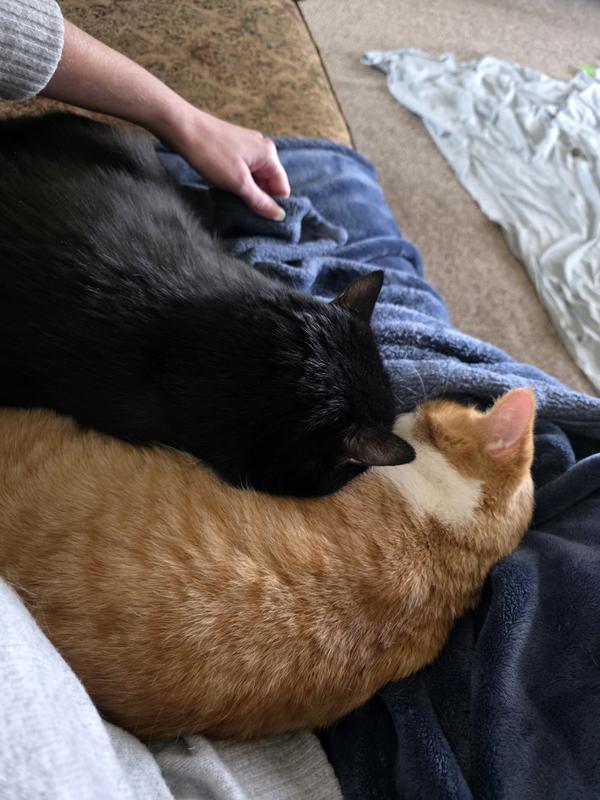 Our girlie finally enjoying one of our other cats company!