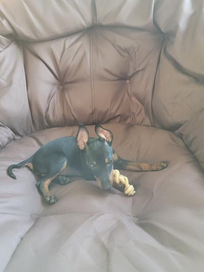3 mos old Toy Manchester Terrier, Tazer
