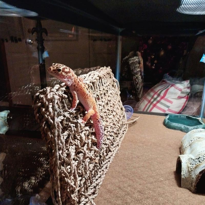 Within minutes he was climbing all over it