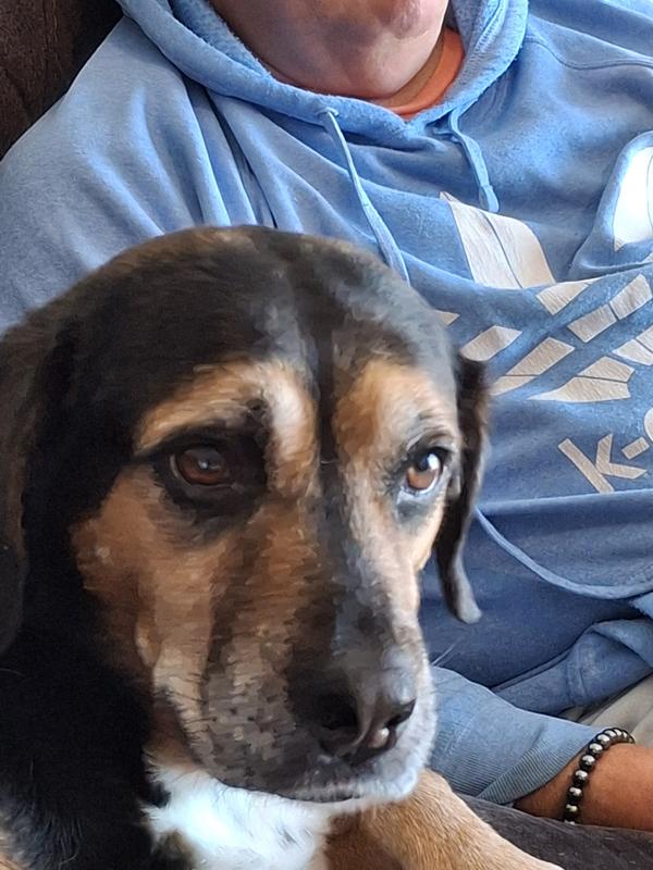 Sadie is a large mixed breed