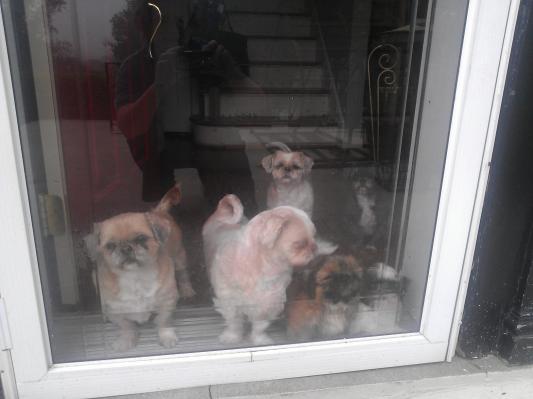 My furry babies...
