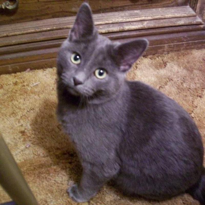 Bruce likes Tiny Tiger!