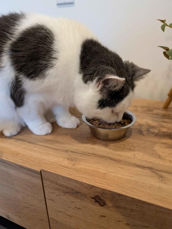 Senior kitty got right into it