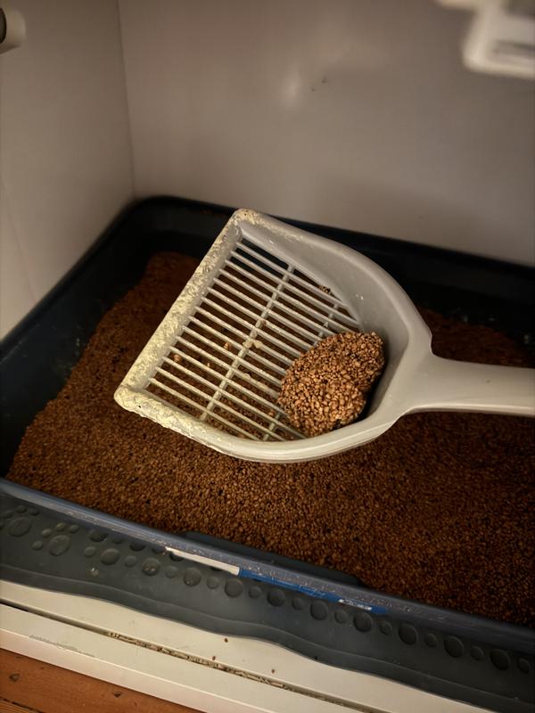 Awesome clumping, easy scooping. Pleasant shade of auburn.