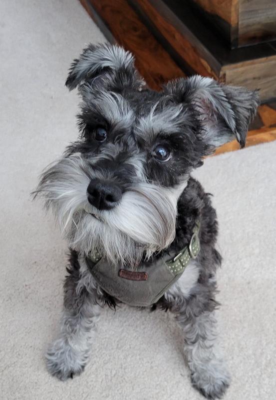 Best diet for outlet schnauzers