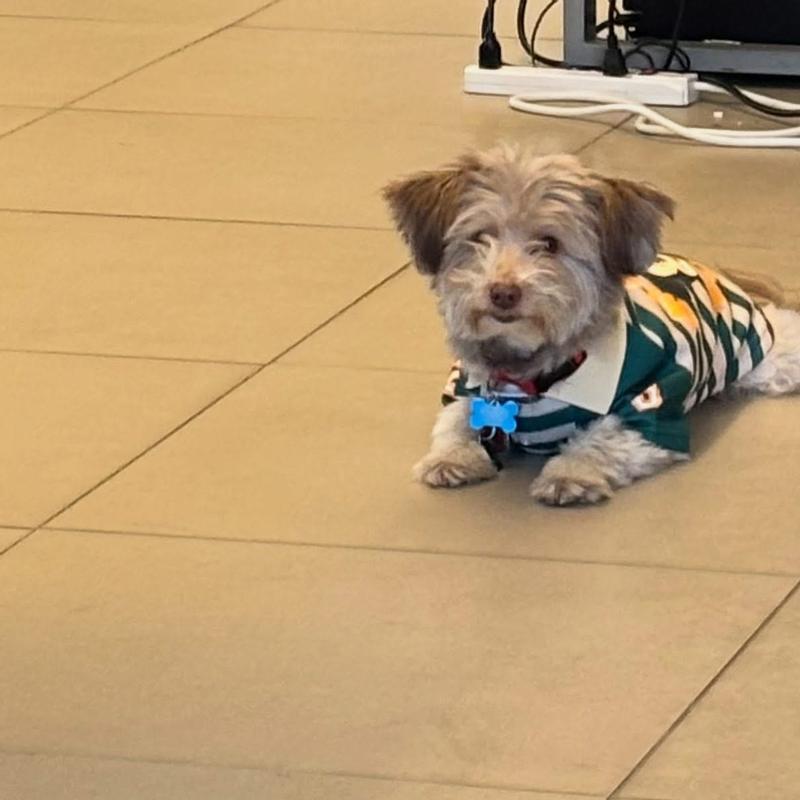 Disney Mickey Mouse Rugby Dog & Cat Polo