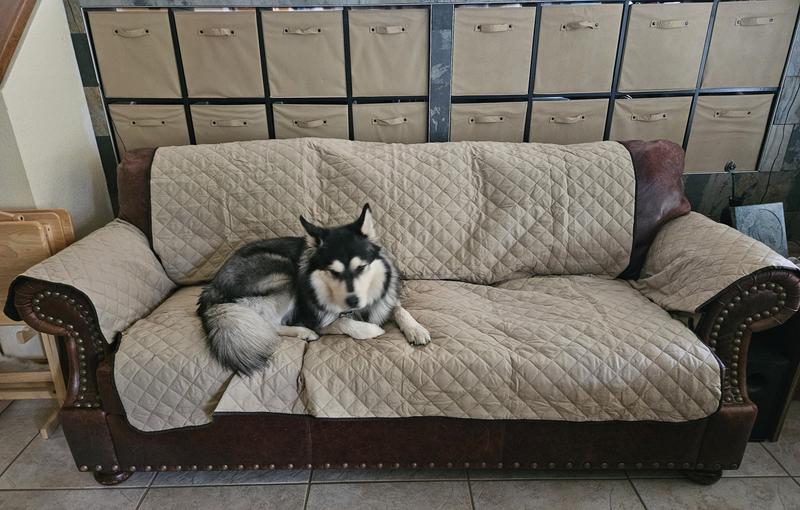 Rocky enjoying his "big" bed!