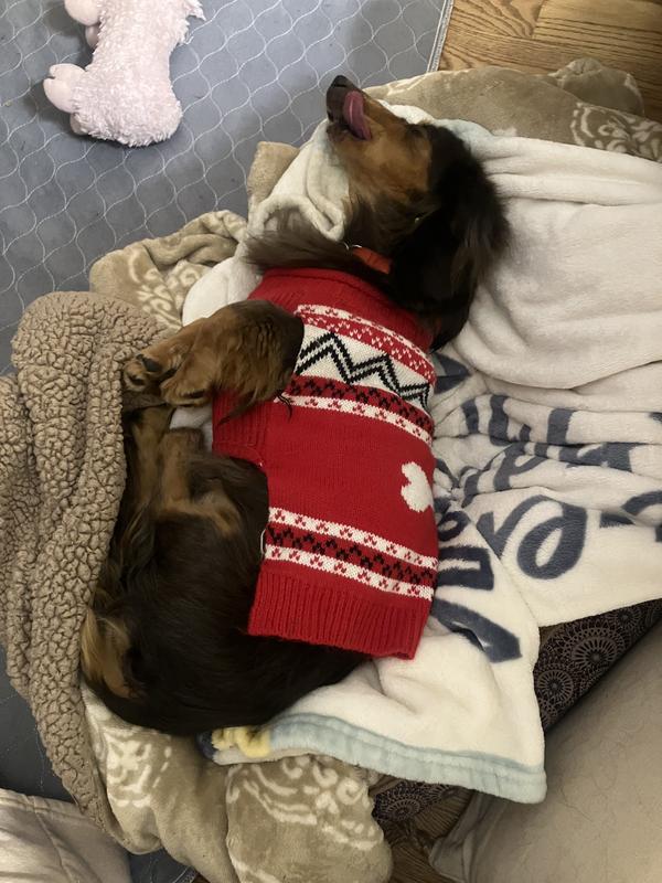 Gus snoozing on a cold day