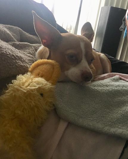 Skittles favorite toy! The duck that’s lasted 3 yrs. now. He plays & sleeps w/it