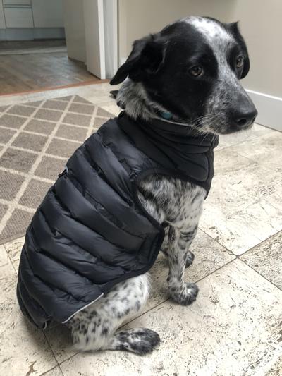 KONG Parachute Insulated Dog Puffer Vest Black reviews Chewy