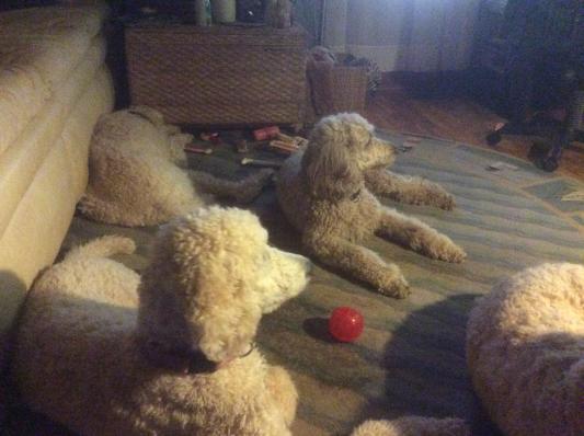 They love watching Pitbulls ( TIA)
