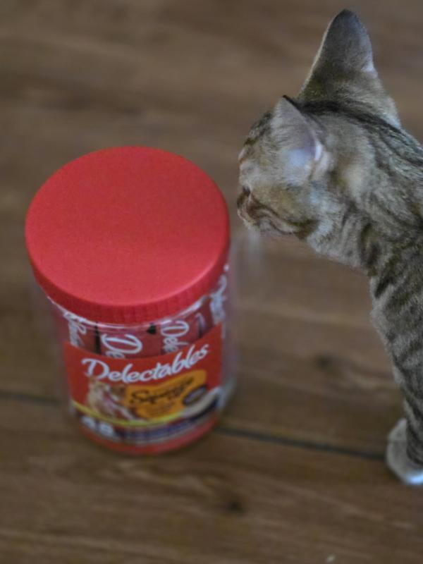 Nala sniffing the container