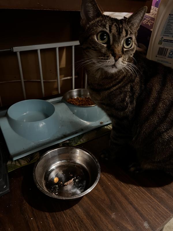 First bites, enjoying the feast, is that all?