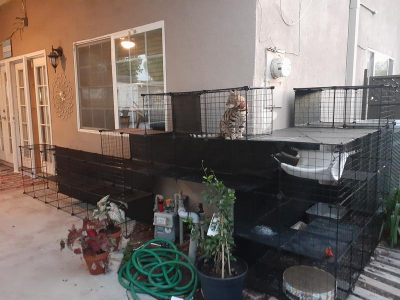 He loves to be outside. Very entertaining.  Always on patrol.