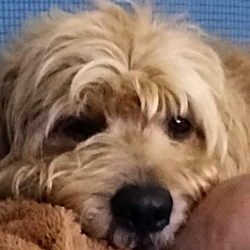 Thaddeus Avery says " THANK YOU CHI & CHEWY " ~~