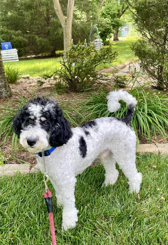 Freddie is ready to go!