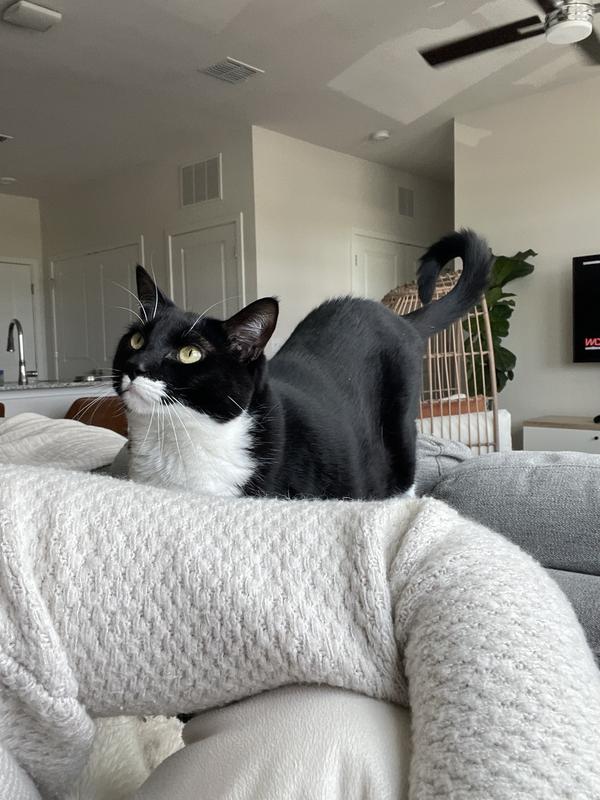 Enjoy a photo of my Boba boy as he politely requests his dinner.