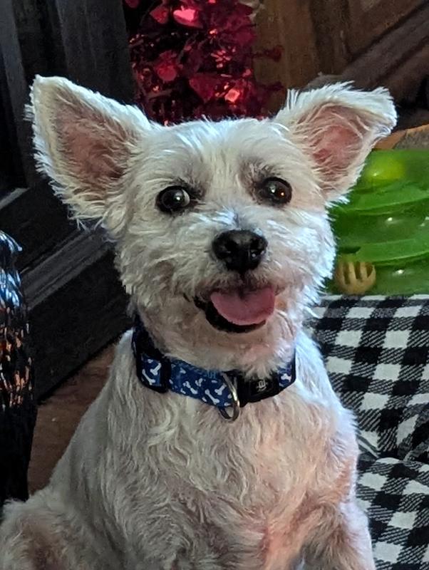 He is a westie terrier adopted