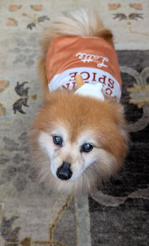 This is Foxy... our Pomeranian that is almost 17.