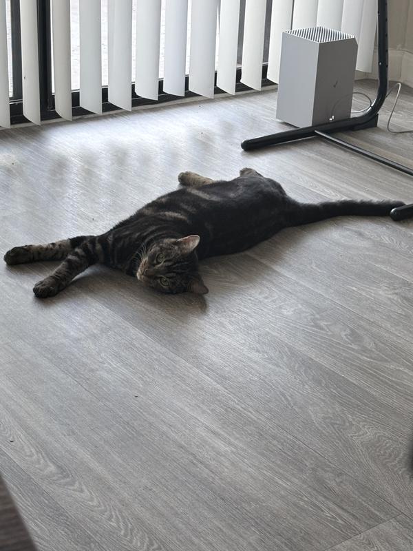 Chancla resting after a workout.