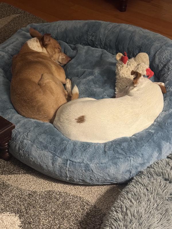 Josie and Honey enjoying their bed