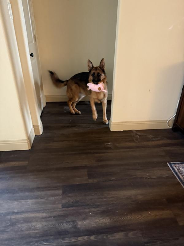 Don’t mind the dust bunnies lol