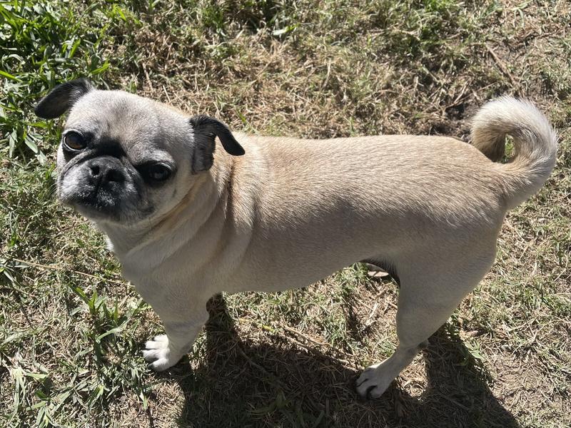 Penelope's shiny coat