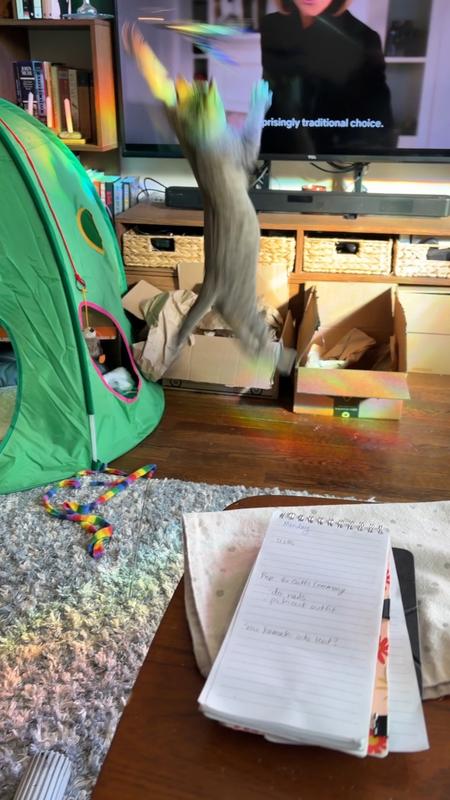 Jumping for the feather toy