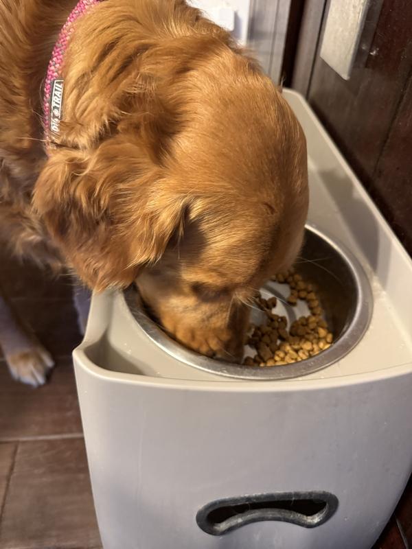 Maggie enjoying her food with the suppliments