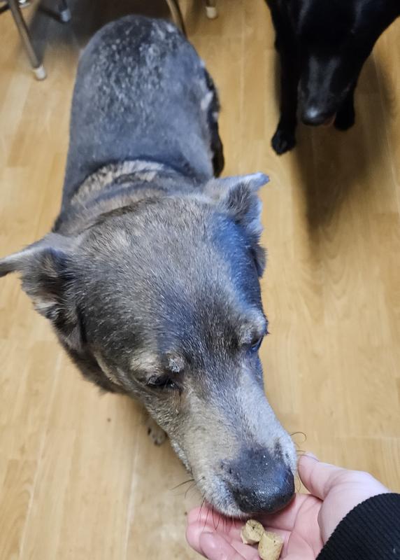 Bailey loving her treats! Lovey coming over because she has fomo.