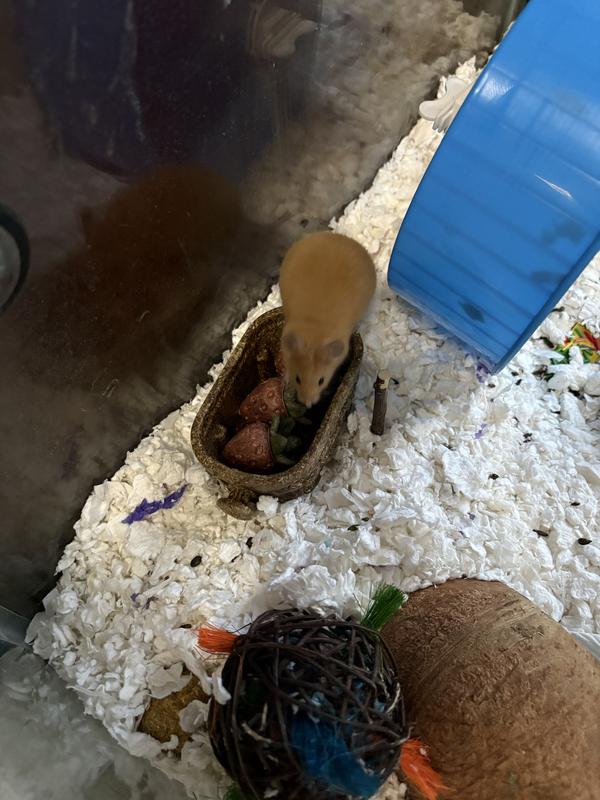 Justin Timbermouse checking out his new chew!