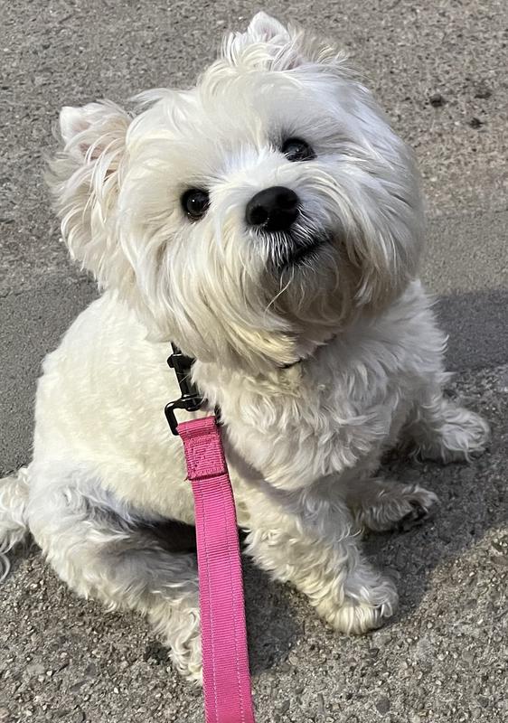 Happy Westie-Girl!