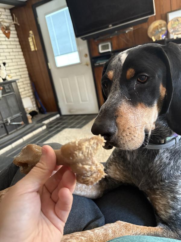 This shows wear of constant chewing of 1 night from a young hound.