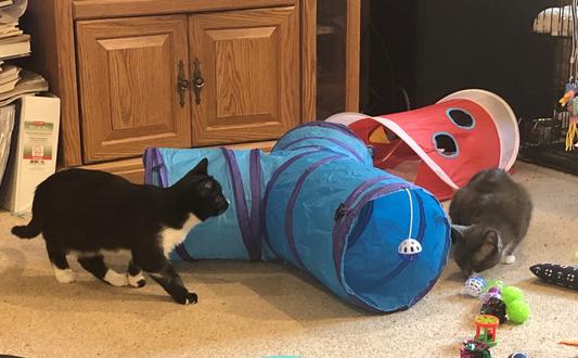 Scorpion and Daphne inspect their new toys