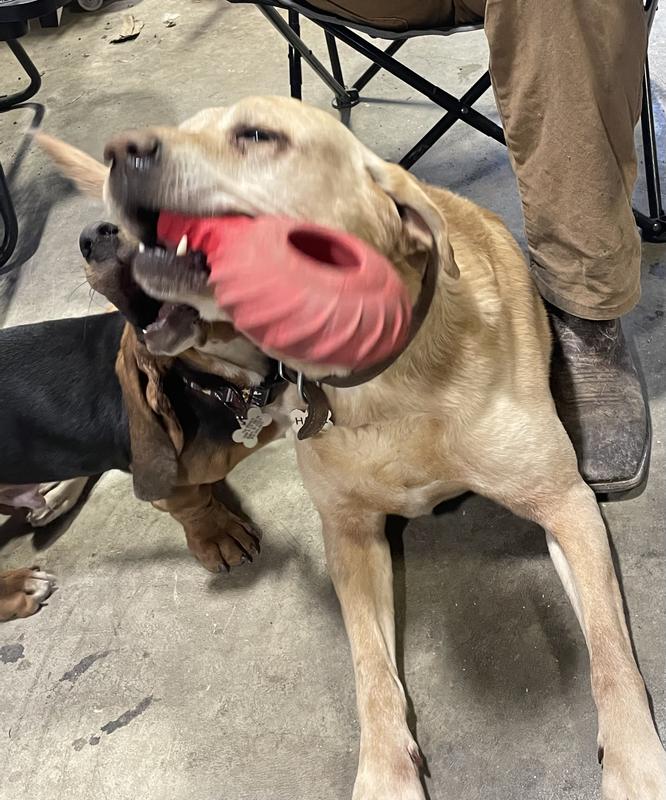 JOLLY PETS Tuff Treader Dog Toy, 6in