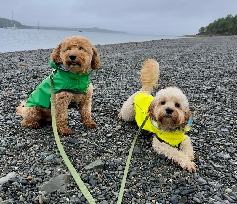GF Pet Neon Reversible Dog Raincoat