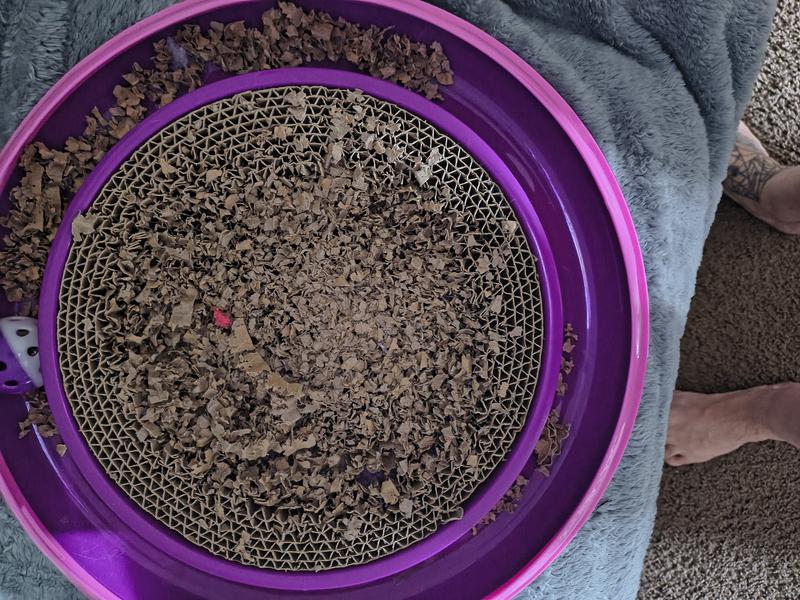 This is the second day and only one of my cats uses it! And I have five cats.