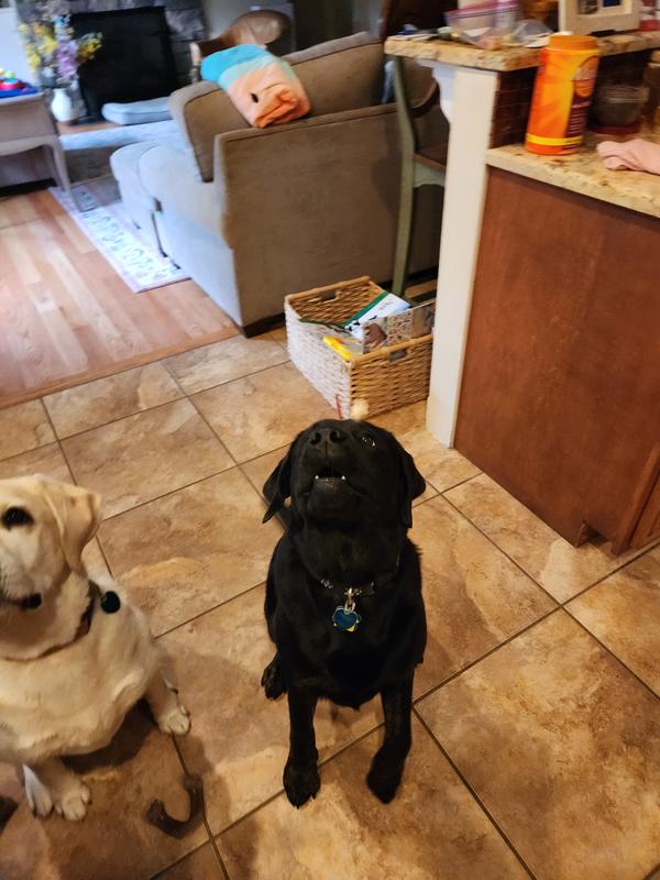 Sitting at attention and catching a tossed treat