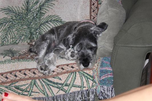 Our sweet girl, Corkie
