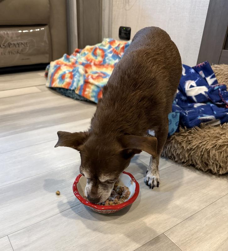 Shasta eagerly eating her new food.