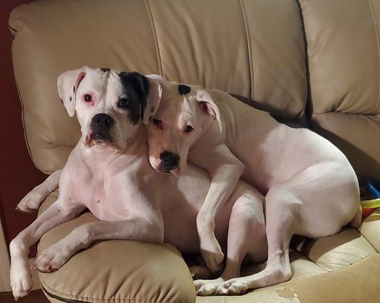 Hello Chewy employees! We love you!