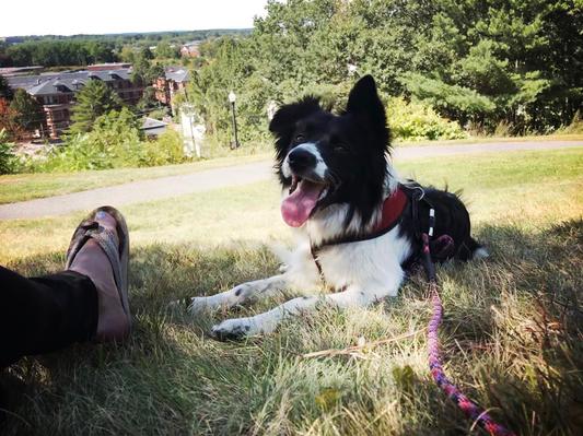 Here is Josie enjoying the outdoors, woe to the ticks that bite her.